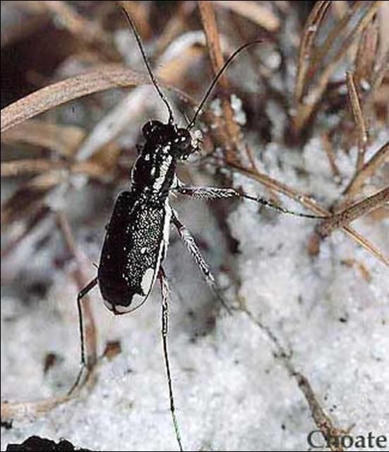 Figure 7. Cicindela scabrosa Schaupp.