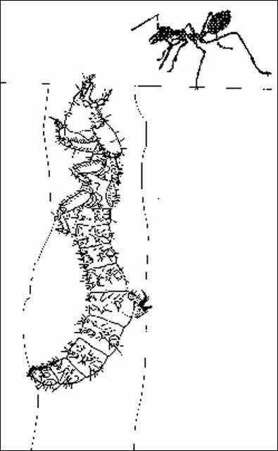 Figure 10. Tiger beetle burrow.