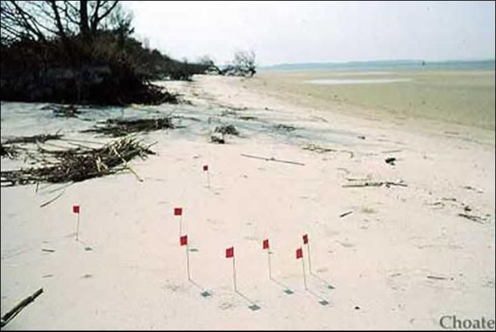 Figure 11. Larval burrows. Flags mark the location of Cicindela dorsalis media larvae.