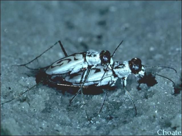 Figure 2. Cicindela dorsalis media LeConte.