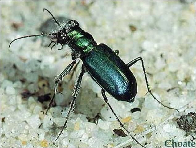 Figure 8. Cicindela scutellaris unicolor Dejean.