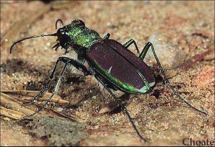 Figure 9. Cicindela splendida Hentz.