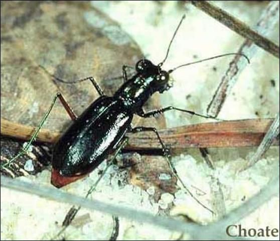 Figure 3. Cicindela highlandensis Choate.