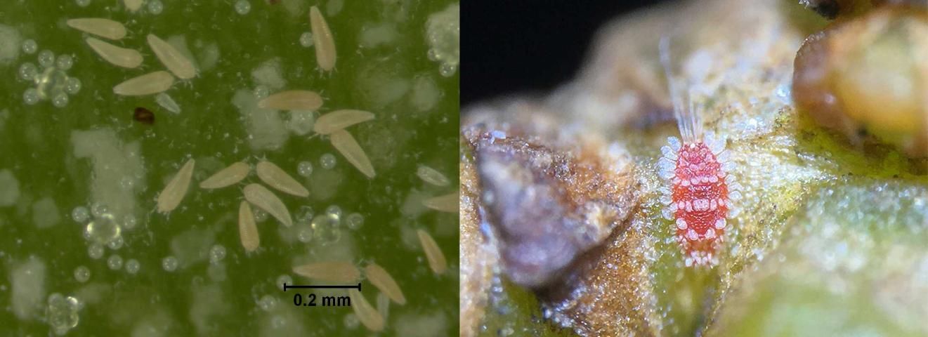Figure 2. Images of eriophyid mites and a peacock mite. (Left) Several individual tomato russet mites (Aculops lycopersici) that resemble most eriophyid mite species. (Right) A peacock mite, Tuckerella parviformis, that was found on a symptomatic ligustrum shrub in Florida.