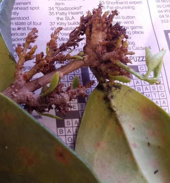 Figure 8. Bud proliferation on a ligustrum sample. Sphaeropsis tumefaciens was cultured from the stems of this sample. Sap-feeding insects were also observed and caused the sooty mold apparent in the photo.