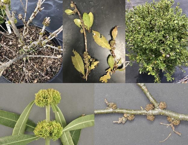 Figure 4. Damage caused by imazapyr exposure from herbicide applied to the soil near the base of the plant or in the root zone. Pictured clockwise, starting in the top left are canopy tissue from ligustrum, green buttonwood, dwarf Schillings holly, oleander, and linden.