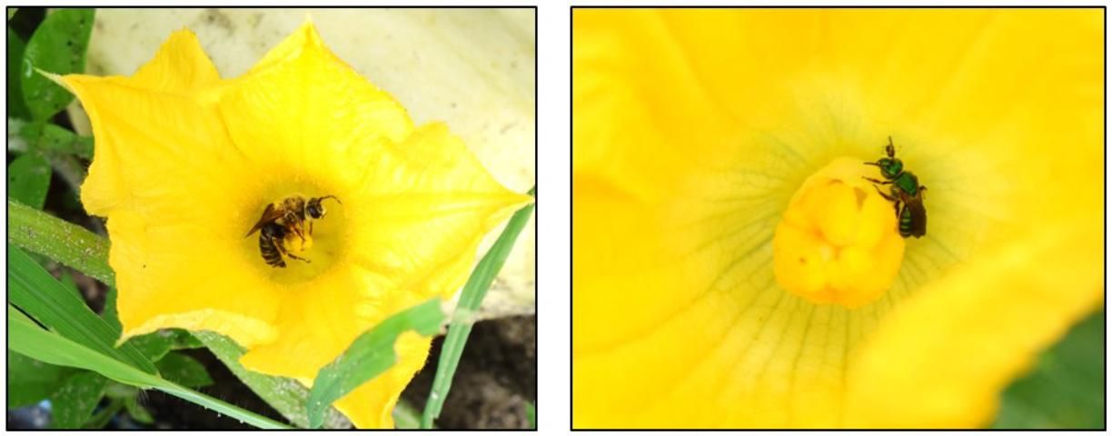 Figure 2. A male squash bee (Xenoglossa spp.) (left) and a female sweat bee (Halictidae) (right) visiting squash flowers. Photographs were taken on a farm near Gainesville, Florida, in spring 2018.