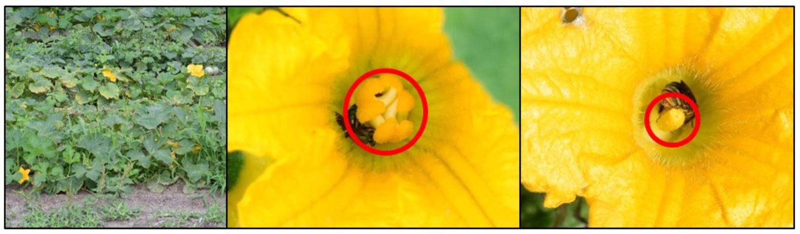 Figure 1. A squash field in bloom (left), a female flower (center), and a male flower (right). Flower reproductive organs that can be used to sex flowers are circled in red.