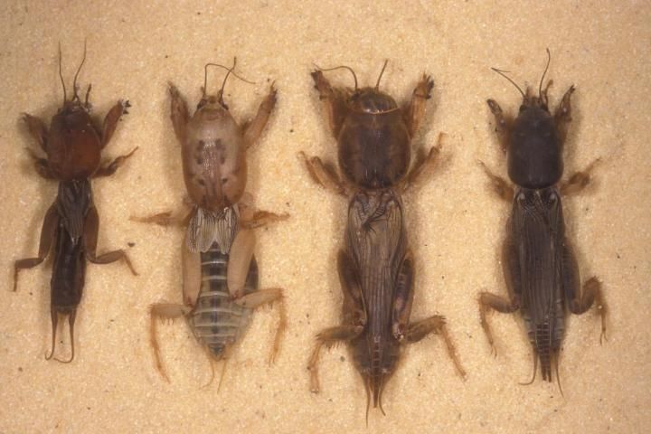 Figure 5. From left to right: northern mole cricket (Neocurtilla hexadactyla), short winged mole cricket (Neoscapteriscus abbreviatus), tawny mole cricket (Neoscapteriscus vicinus), and southern mole cricket (Neoscapteriscus borellii).