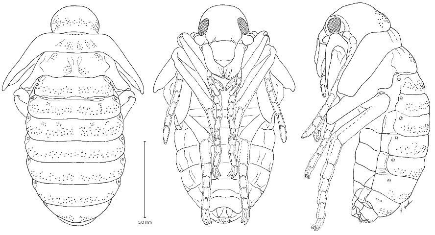 Figure 4. Pupa of Pheropsophus aequinoctialis (Frank et al. 2009).