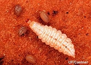Figure 2. Large larval Pheropsophus aequinoctialis pictured next to mole cricket eggs.