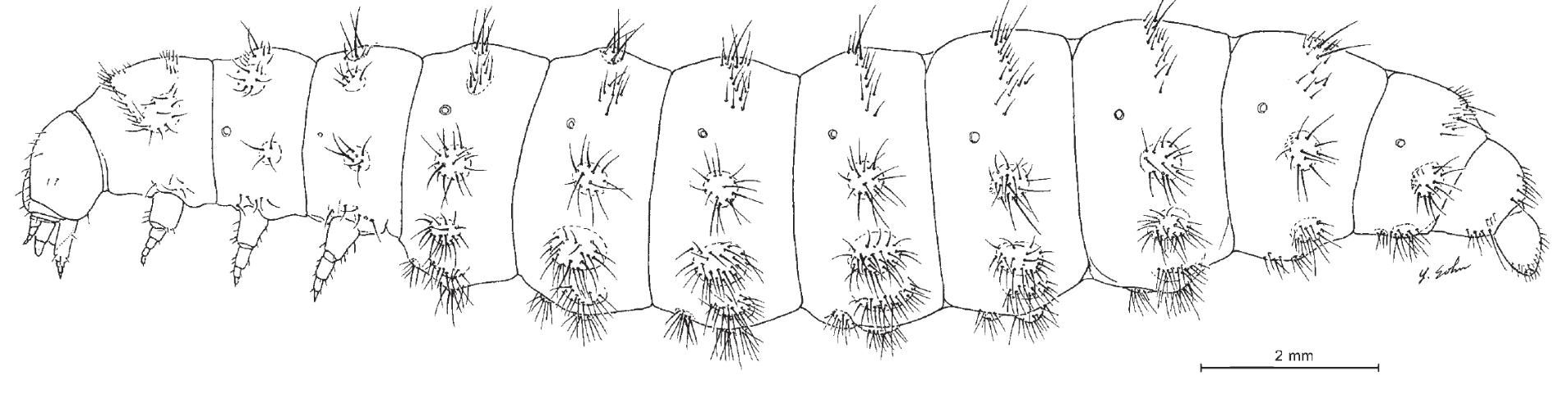 Figure 3. Habitus (left lateral aspect) of Pheropsophus aequinoctialis, third instar with legs shown (Frank et al. 2009).