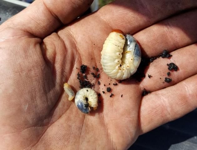 Figure 4. Diaprepes grub (left), a typical scarab grub (middle), and a Tomarus subtropicus grub (right). Typical size differences.