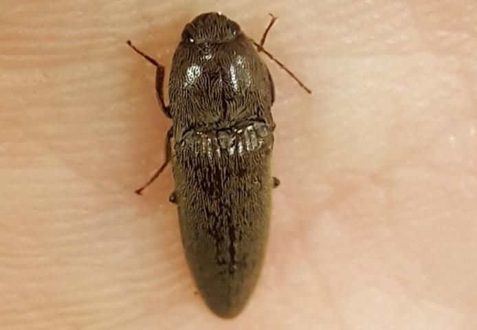 Figure 2. Melanotus communis adult click beetle (Coleoptera: Elateridae).