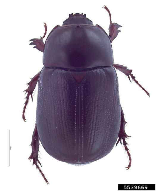 Figure 5. Tomarus subtropicus adult female (Coleoptera: Scarabaeidae).