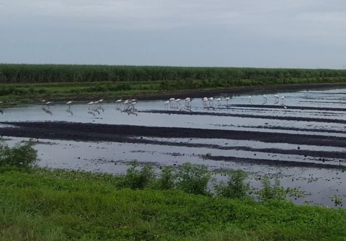Figure 9. Wood storks foraging in a naturally flooded sugarcane field.