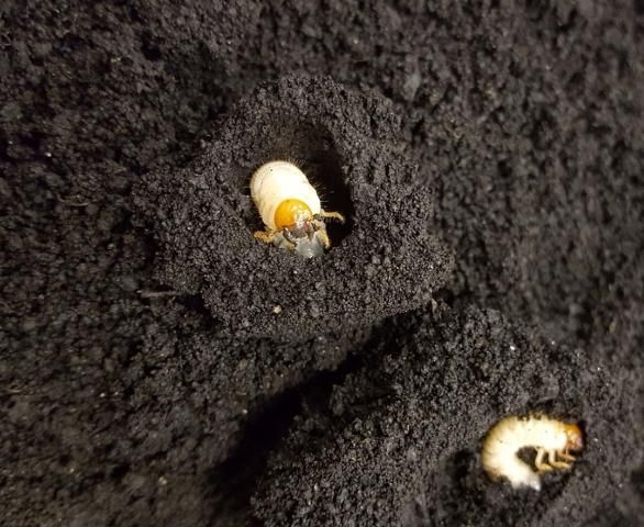 Figure 9. Wood storks foraging in a naturally flooded sugarcane field.