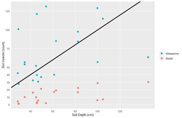 Figure 9. Wood storks foraging in a naturally flooded sugarcane field.