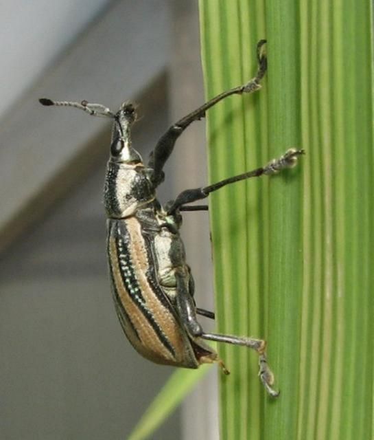 Figure 9. Wood storks foraging in a naturally flooded sugarcane field.