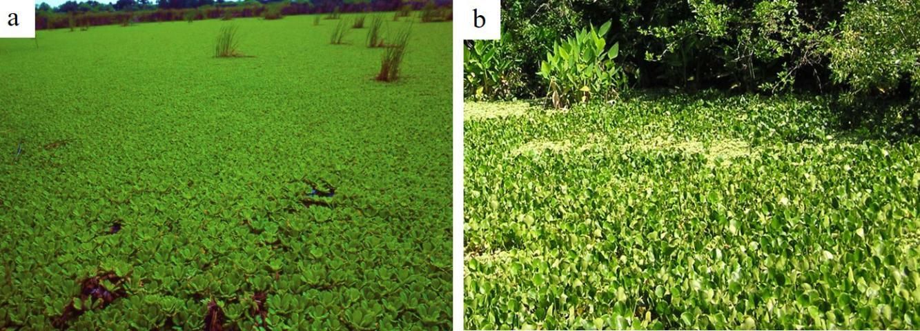 Water lettuce (Pistia stratiotes) (a) and water hyacinth (Eichhornia crassipes) (b) growth in permanent bodies of water.