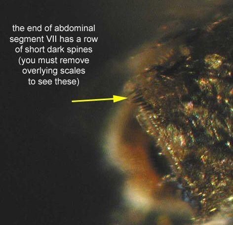 Mansonia titillans (Walker) adult female abdominal segment VII. 