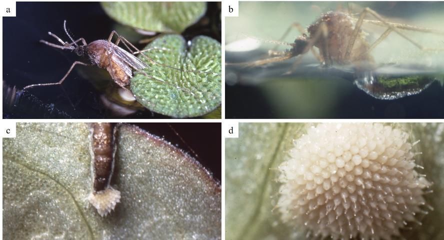 Female oviposition sequence (a- c) and compact egg mass (d) glued to the undersurface of ?oating vegetation. Photographs show a female sitting on the edge of a partially submerged leaf and extending her abdomen to the underwater portion of the leaf where she will attach her eggs (a). An air bubble (plastron) is transferred from the abdomen of the ovipositing female to surround the growing egg mass (b). The eggs are white as they are laid (c) and arranged as a rosette (d).