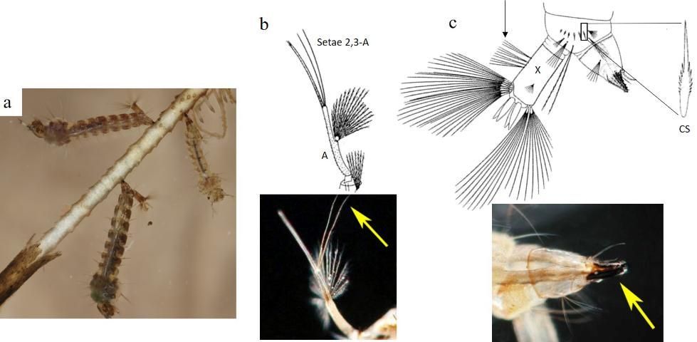 a. Mansonia titillans (Walker) larvae, showing modified larval siphon. b. Antenna illustration and photograph, detailing the setae 2,3-A. The antenna is labelled A in the illustration. The yellow arrow points to setae 2,3-A in the photograph. c. Illustration and photograph of the posterior end of a larva. In the illustration, an arrow points to the precratal setae on abdominal segment X, which is labelled with X. Also, the detail of an individual comb scale labelled with CS is shown in the illustration. In the photograph, a yellow arrow points to the sclerotized siphon that is able to pierce plant tissue. 