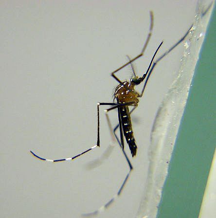 Figure 6. Aedes bahamensis.