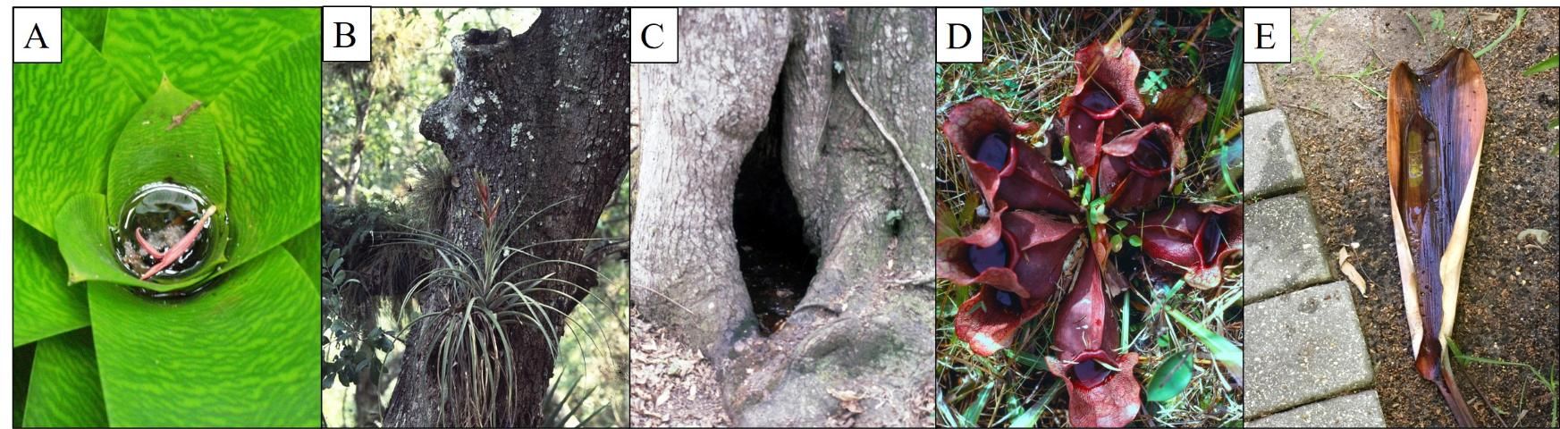 Figure 1. Examples of phytotelmata, small water bodies held by parts of terrestrial plants, often occupied by immature mosquitoes. A. Central tank of exotic bromeliad; B. Epiphytic bromeliad air plant; C. Treehole; D. Purple pitcher plant leaf; E. Palm spathe.