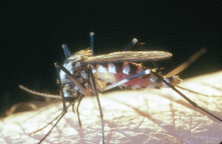 Figure 7. Adult female Aedes hendersoni.