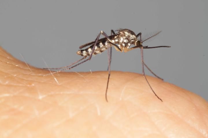 Figure 9. Adult female Aedes triseriatus.