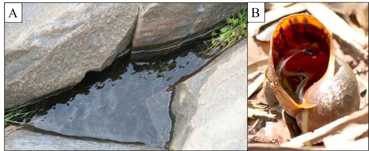 Figure 2. Examples of natural but non-living containers frequently occupied by immature mosquitoes. A. Rock pool; B. Golden apple snail shell.