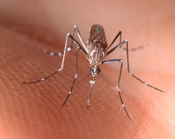 Figure 4. Adult female Aedes aegypti.