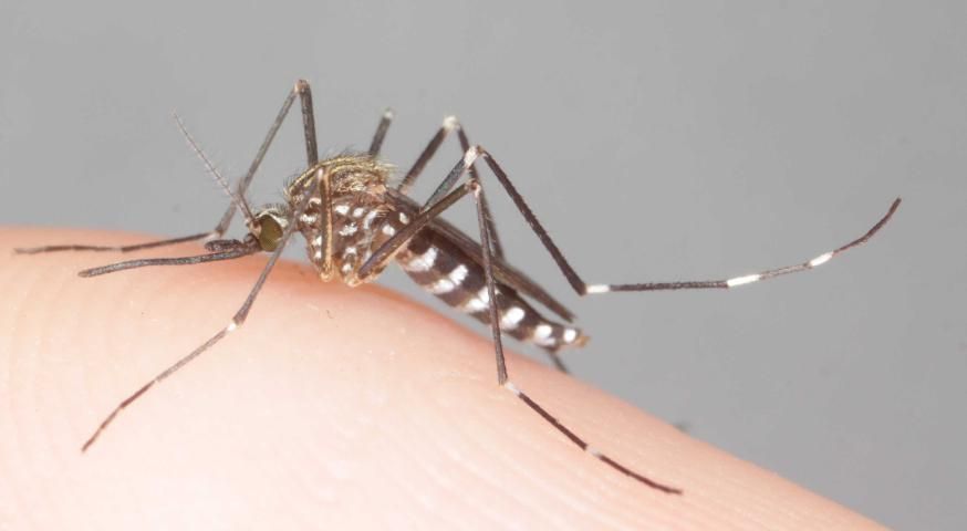 Figure 8. Adult female Aedes japonicus.