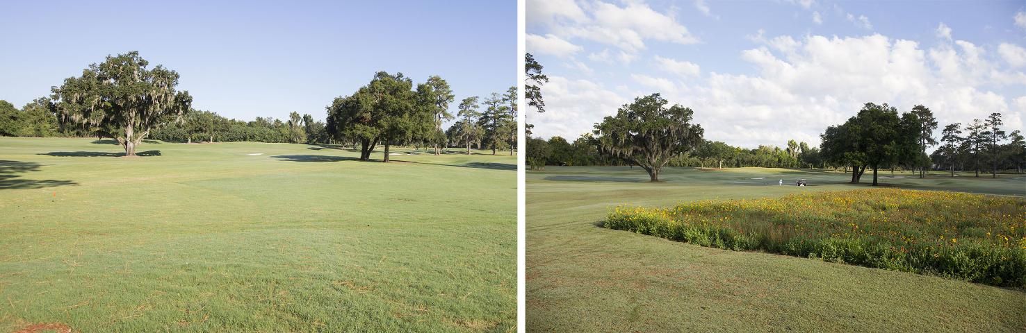 Figure 1. Before (left) (September 2016) and after (right) (May 2017) photos of a native wildflower mixture planted in an out-of-play area of bermudagrass alongside a golf course tee and fairway. Location: Mark Bostick Golf Course, Gainesville, FL.