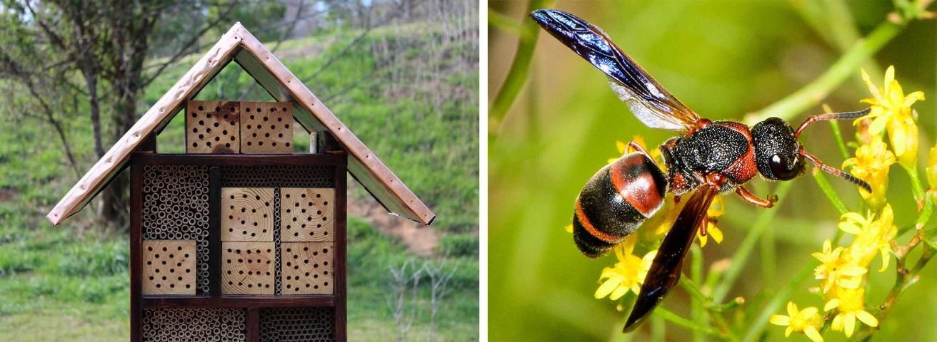 Figure 5. (Top) An example of a pollinator nesting box that will support native bees and predatory and parasitic wasps that attack golf course pests. (Bottom) Red and black mason wasp (Pachodynerus erynnis) is a predatory wasp that specializes on caterpillars as prey.
