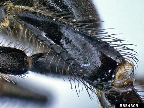 Figure 4. Side view of hind leg of Apis andreniformis Smith female worker bee depicting black hairs.