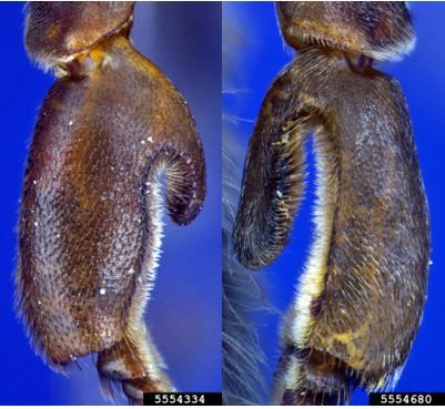 Figure 5. Comparison of hind basitarsus of Apis andreniformis Smith drone on left and Apis florea Fabricius drone on right. Note the shorter hook-like extension on Apis andreniformis Smith on the left.