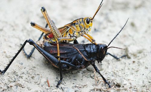 Figure 12. Mating adults of two color forms.