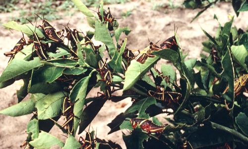 Figure 14. Young nymphs of the eastern lubber grasshopper, Romalea microptera (Beauvois), clustered on a citrus reset (young citrus tree).