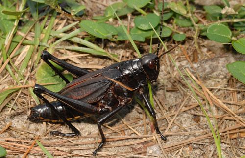 Figure 11. Black color form of adult eastern lubber grasshopper, Romalea microptera (Beauvois).