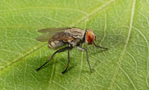 Figure 13. One of the species of parasitic flies (Blaesoxipha hunteri) that affects lubbers. The larvae develop within the nymphs, killing their hosts when they emerge.