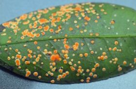 Aschersonia aleyrodis fungus on the underside of a satsuma leaf.