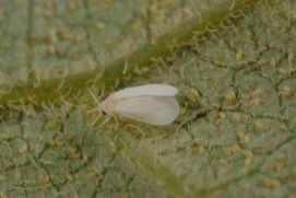Citrus adult whitefly.