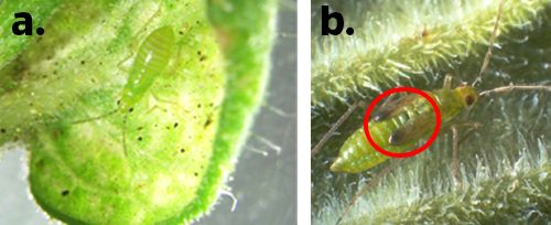 Nymphs: a) early nymphal stage of Nesidiocoris tenuis without wing buds; b) late nymphal stage of Nesidiocoris tenuis with wing buds (red circle). 