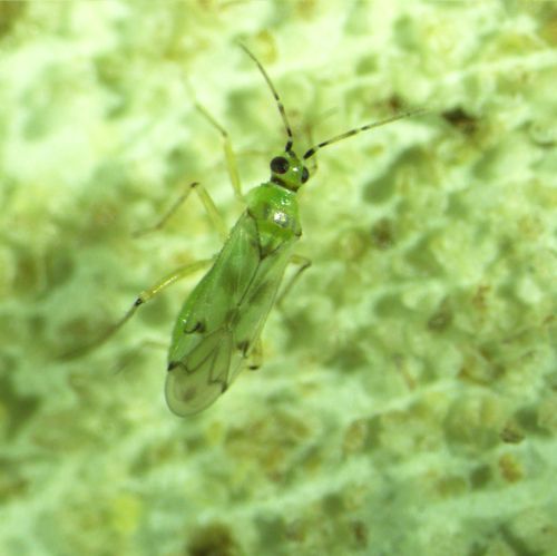 Adult tomato bug, Nesidiocoris tenuis Reuter. 