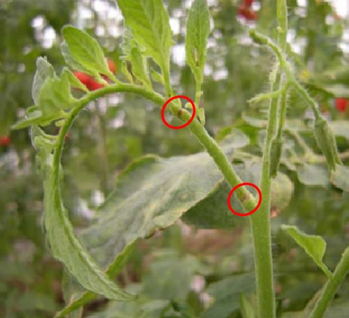 Tomato plant damage caused by feeding on stems and petioles. 