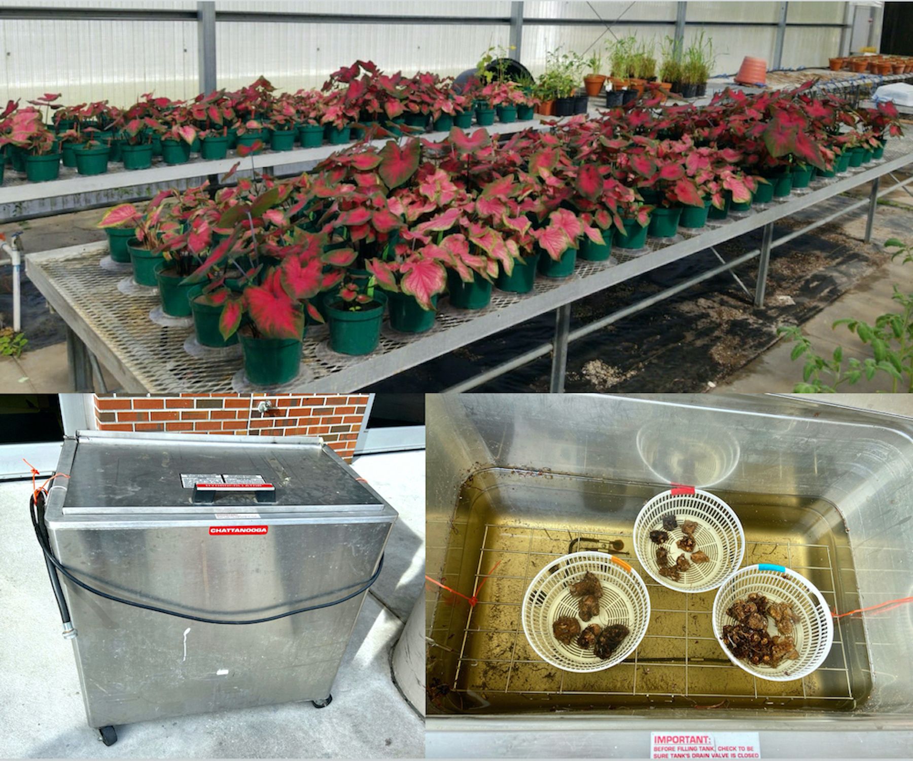Greenhouse trials were conducted at the UF/GCREC from 2019-2020 to screen the potential resistant caladium cultivars. 