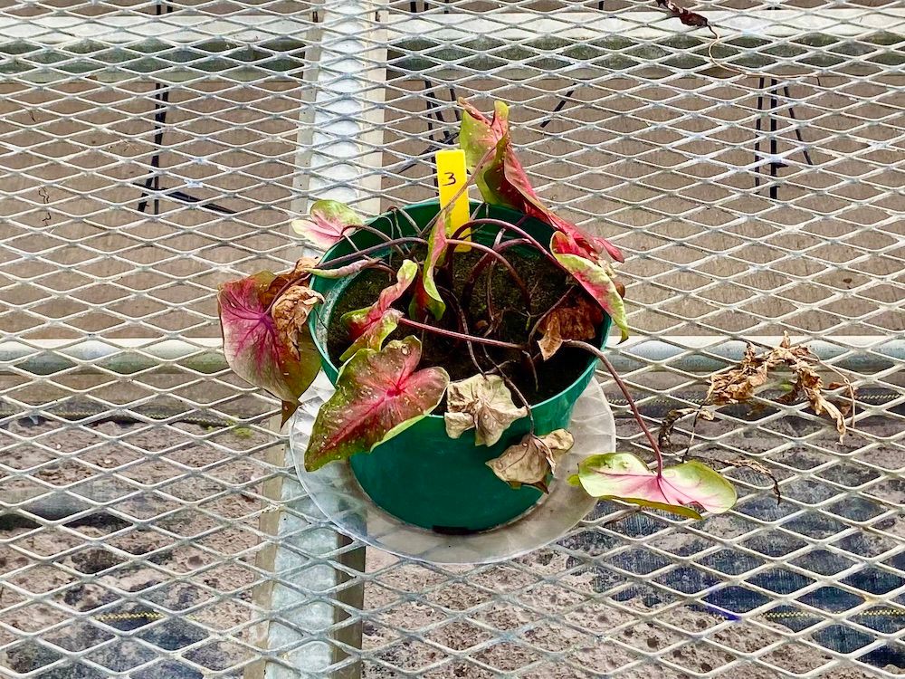 Wilting and yellowing symptoms caused by root-knot nematode Meloidogyne javanica on caladium variety Red Flash at UF/GCREC in 2020. 