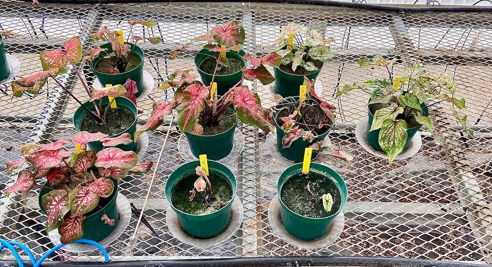 Different caladium varieties with variable leaf colors and patterns grown at UF/GCREC in 2020. 